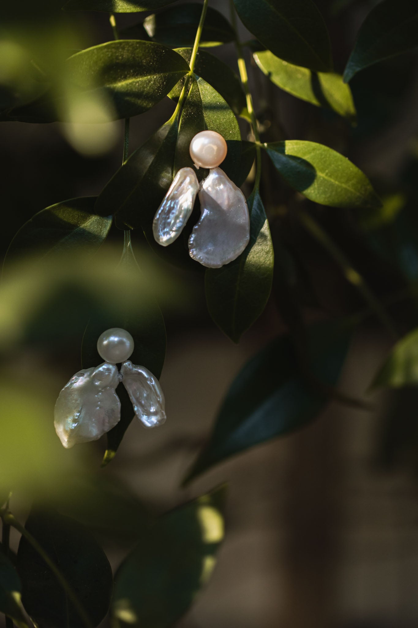 Moth earrings