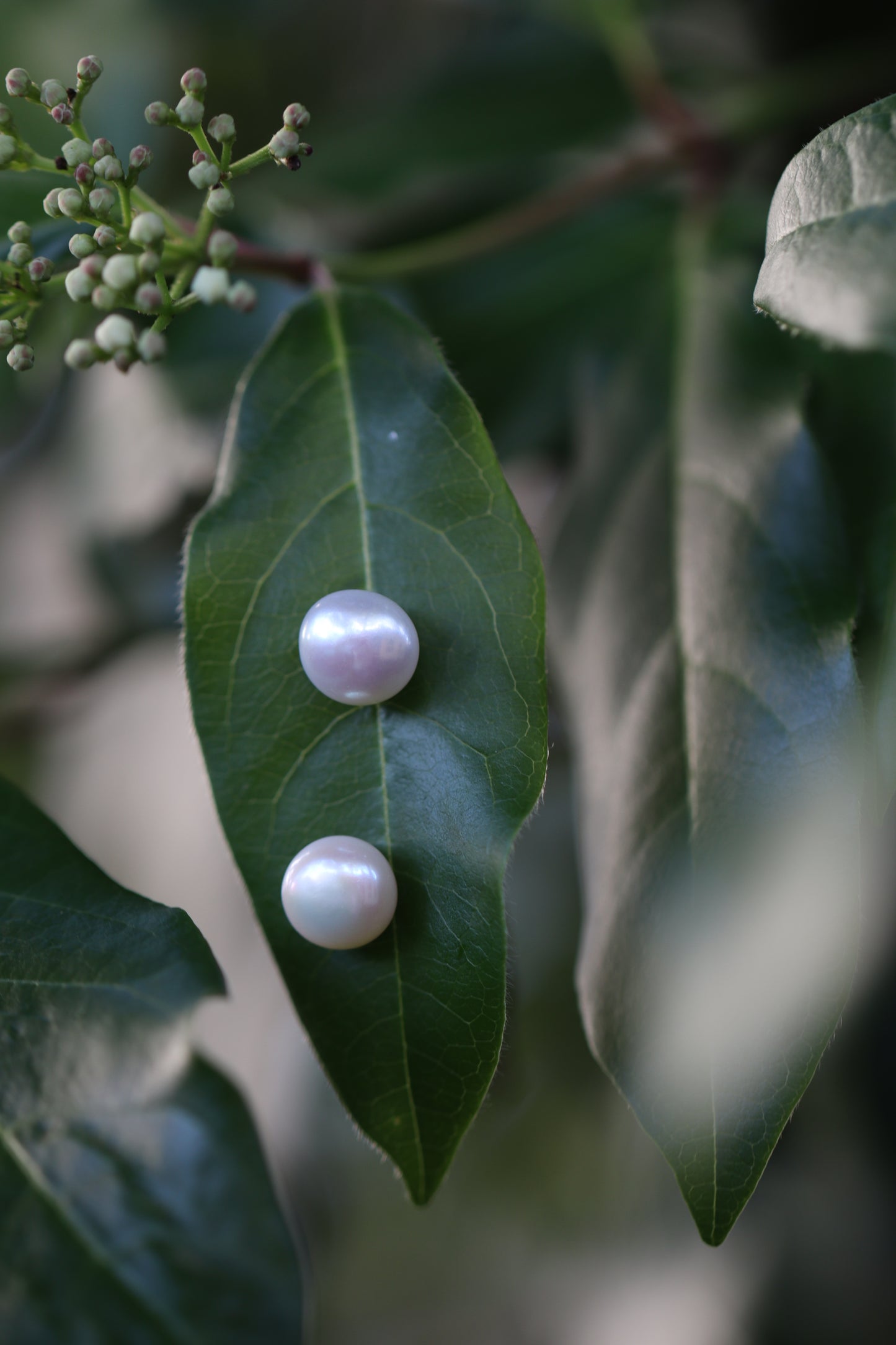 Sky earrings
